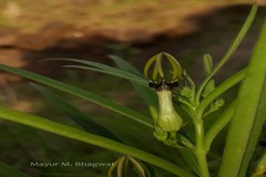 Ceropegia noorjahaniae
